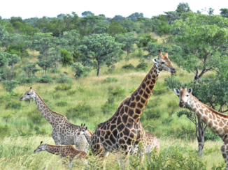 Krugerpark - Sky high