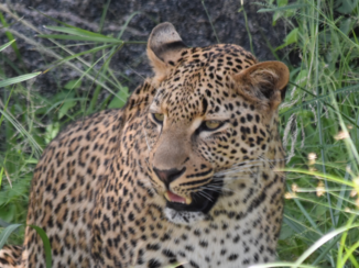 Krugerpark - Luipaard, eindelijk nummer 5 van de big 5
