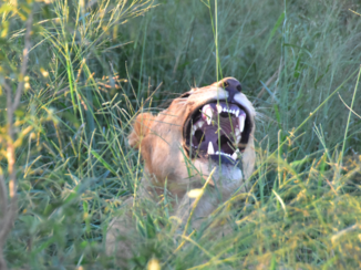 Krugerpark - Blijf op afstand
