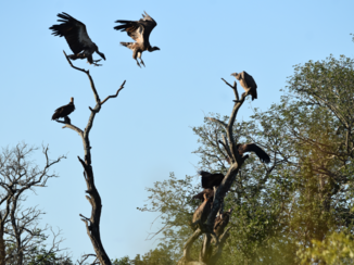 Krugerpark - Nog restjes over?