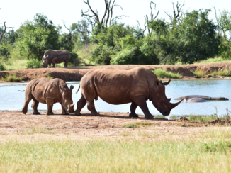 Krugerpark - Ff een modderbad