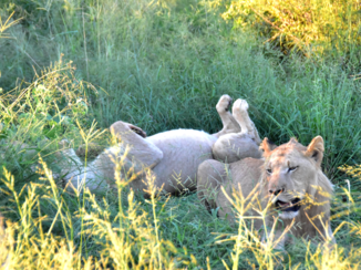 Krugerpark - Buikje vol