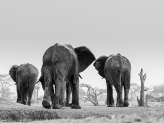 Botswana - Elephantastic