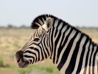 Etosha National Park