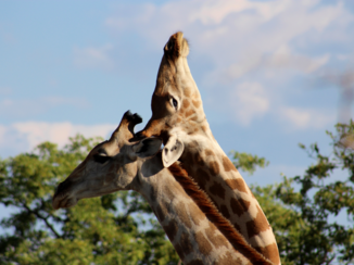 Etosha National Park
