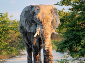 Etosha National Park