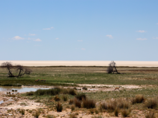 Etosha National Park