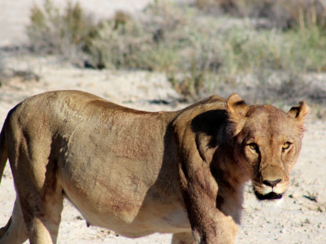 Etosha National Park