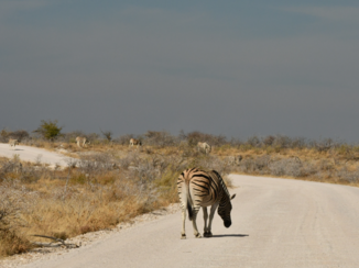 Botswana - Zo mooi deze zebra populatie