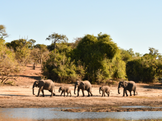 Botswana - Heeel veeel olifanten