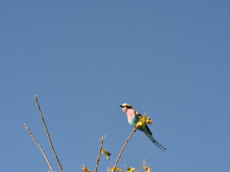 Botswana - Veel prachtige vogels