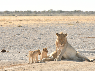 Botswana - Leeuwen met welpjes