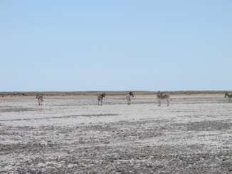 Botswana - De zoutmeren richting Lekhubu Island.