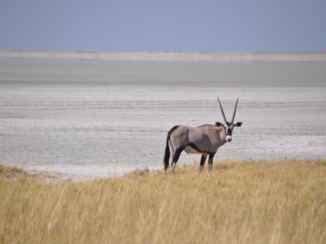 Etosha National Park