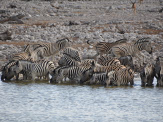 Etosha National Park