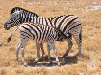 Etosha National Park