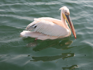 Camperroute Namibië in twee weken - Pelikanen, vlakbij..