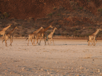 Camperroute Namibië in twee weken - Giraffen op de vlakten