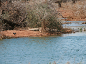 Camperroute Namibië in twee weken - Nee, geen boomstam daar aan de oever...