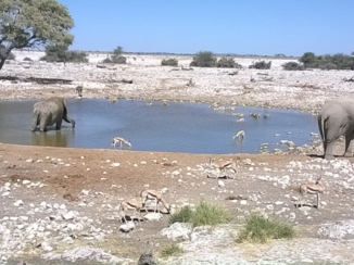 Camperroute Namibië in twee weken - Etosha
