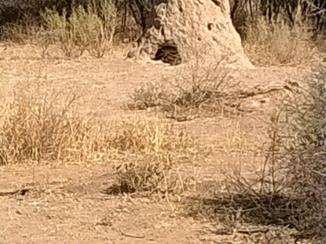 Camperroute Namibië in twee weken - Een van de vele termietenheuvels