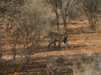Camperroute Namibië in twee weken - Ja, ook apen kom je hier tegen