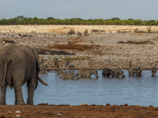 Etosha National Park - Een olifant bij de waterpoel van Okaukuejo