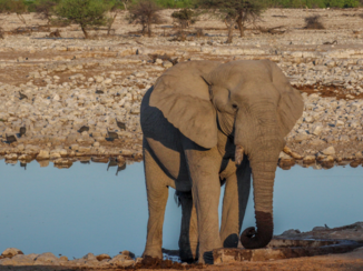 Etosha National Park - Recht voor mijn lens