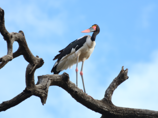 Botswana - zadelbek ooievaar