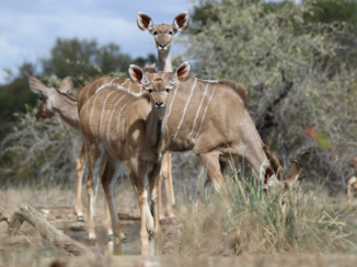 Botswana - Koedoes gespot bij drinkplaats