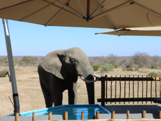 Botswana - olifant heeft dorst