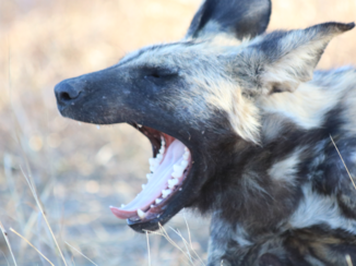 Botswana - wilde hond in ochtendlicht