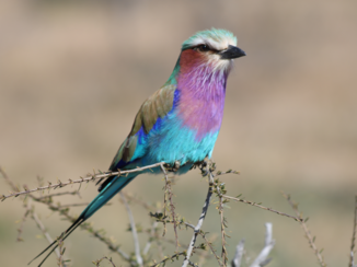 Botswana - scharrelaar