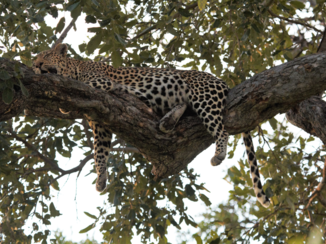 Botswana - Zwanger liggen slapen.