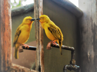 Botswana - Buiten douchen met een vogel die praat tegen zichzelf. Geweldig.