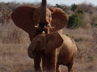 Kenia - Olifanten Tsavo East