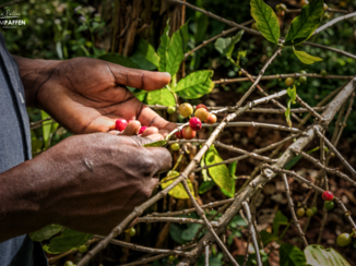 Sipi Falls - Koffietour: Plukken van de koffieboon