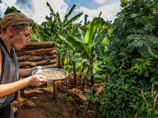 Sipi Falls - Koffietour: Meehelpen met het maken van koffie