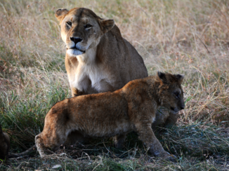 Kenia - op 2 dagen tijd (in masai mara) 2 leeuwenfamilies gezien
