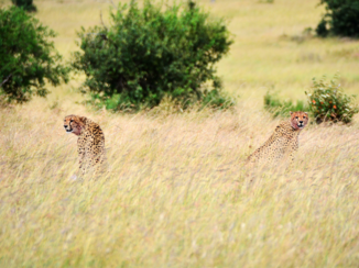 Kenia - in een gebied zo groot als limburg zitten er slechts een 10-tal, dit zijn er 2: jachtluipaarden