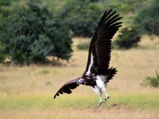 Kenia - de grote "rode" gier die samen met een 10-tal anderen de restjes van een karkas op eisen ...