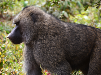 Kenia - zoals bij ons er katten in het wild rond lopen ... zijn het daar bavianen die lans de autowegen staan te bedelen voor een appel of een banaan ...