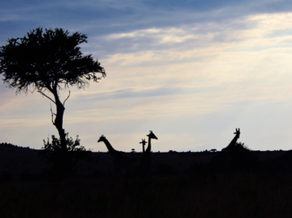 Kenia - de horizon van masai mara resort