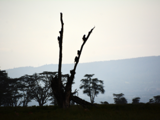 Kenia - terwijl er 2 hyena's passeren kruipen de aapjes voor alle zekerheid maar in een boom ...