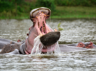 Kenia - een excursie/boottochtje op lake Navasha ... was 1 van onze hoogtepunten