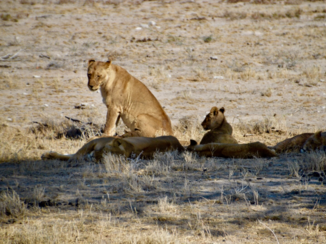 Etosha National Park