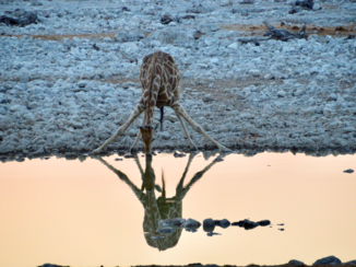 Etosha National Park