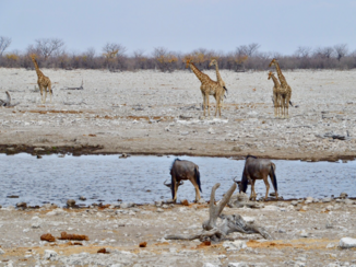 Etosha National Park