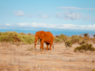 Kenia