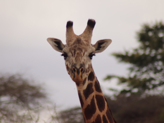 Kenia